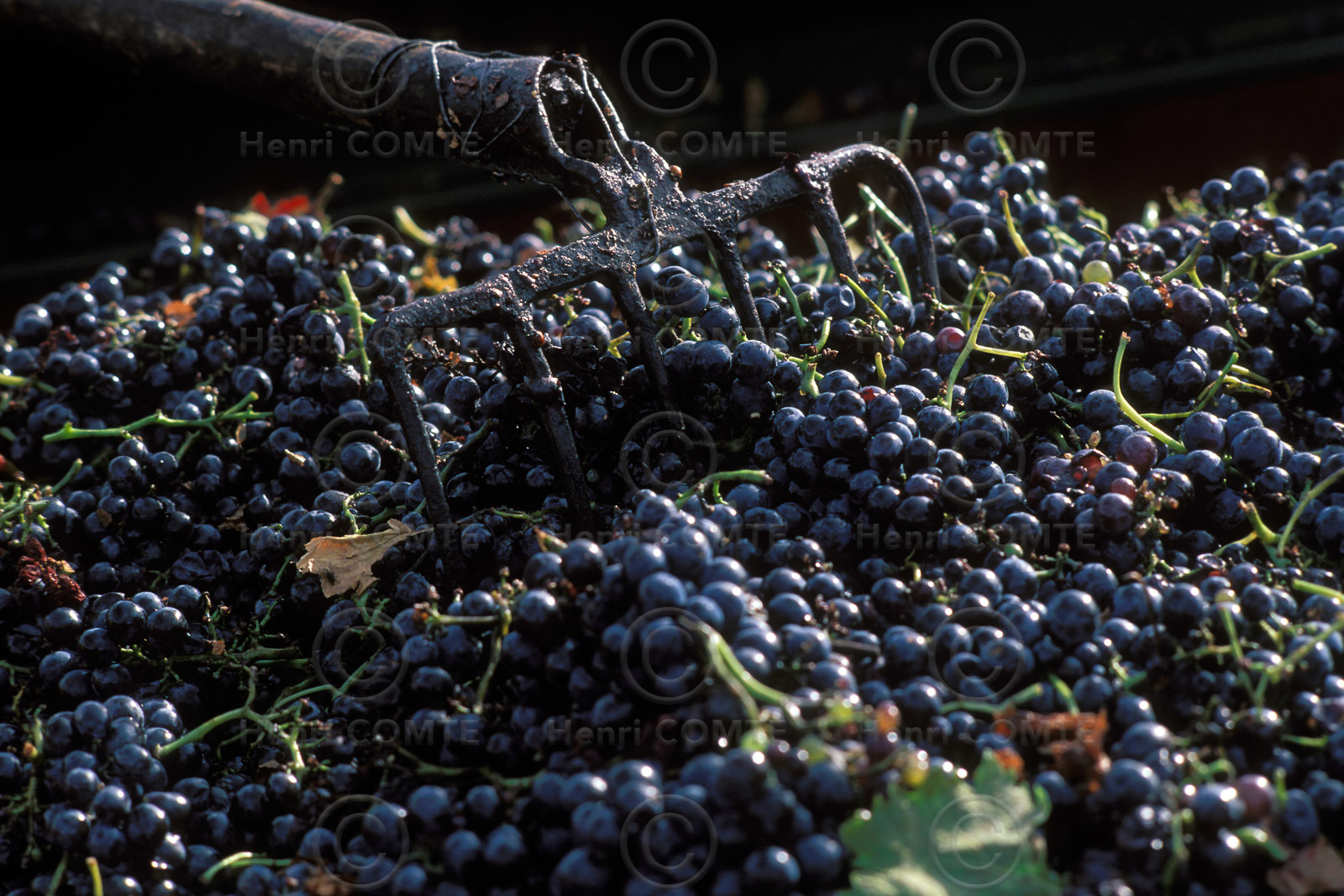 Vignoble Saint Chinian