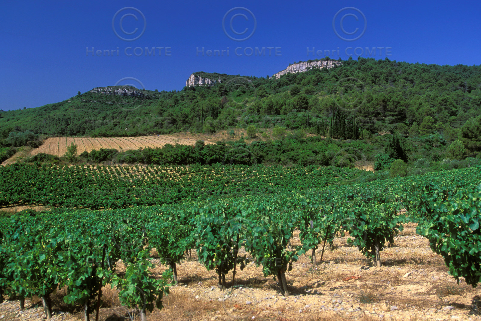 Vignoble des Corbieres