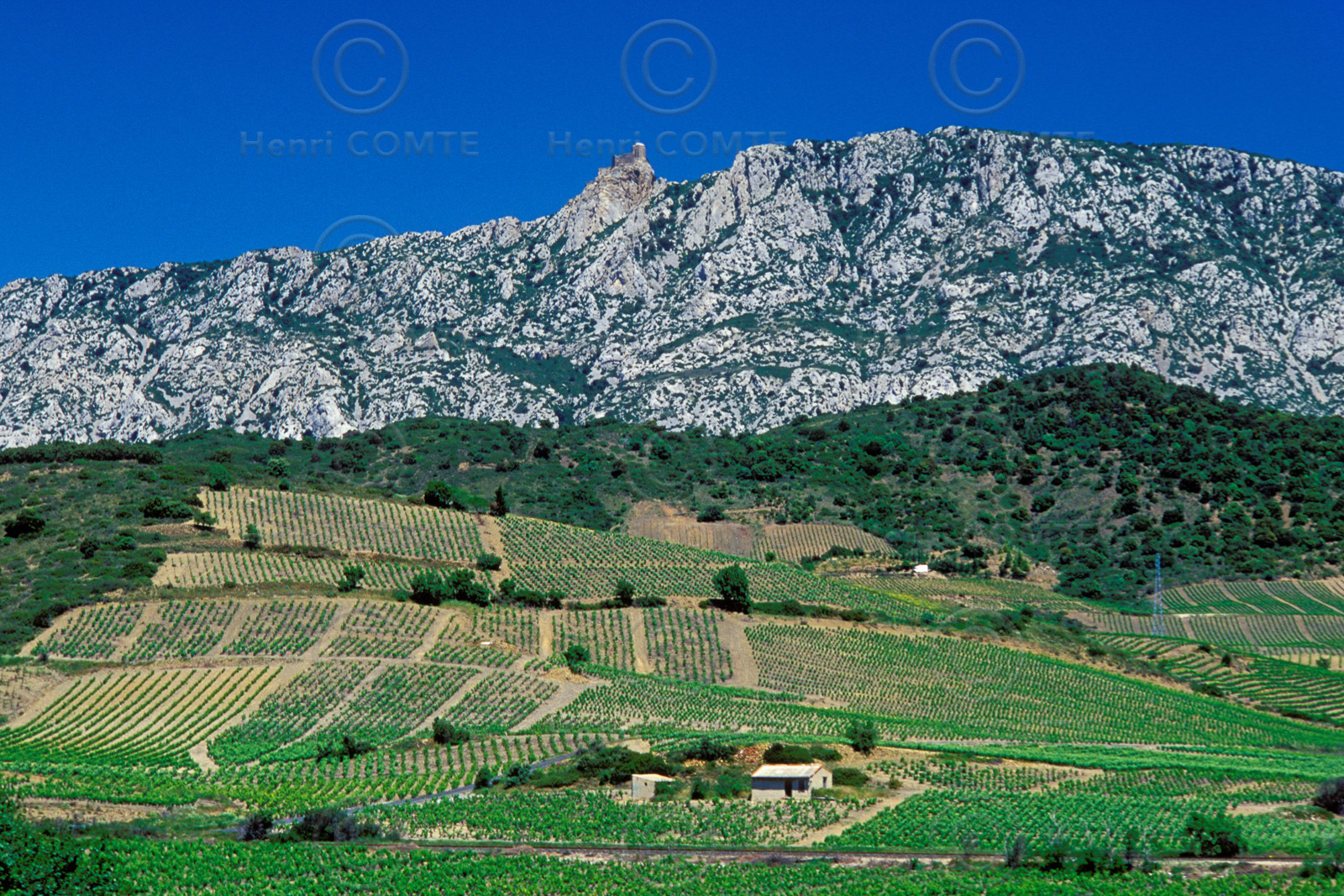 Vignoble du Roussillon