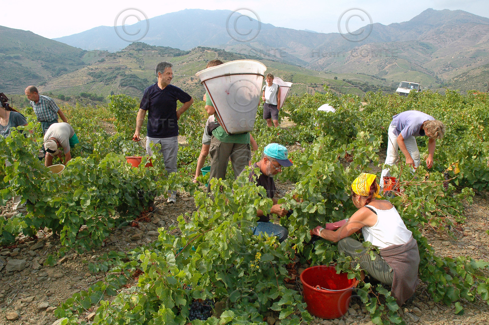 Vignoble du Roussillon