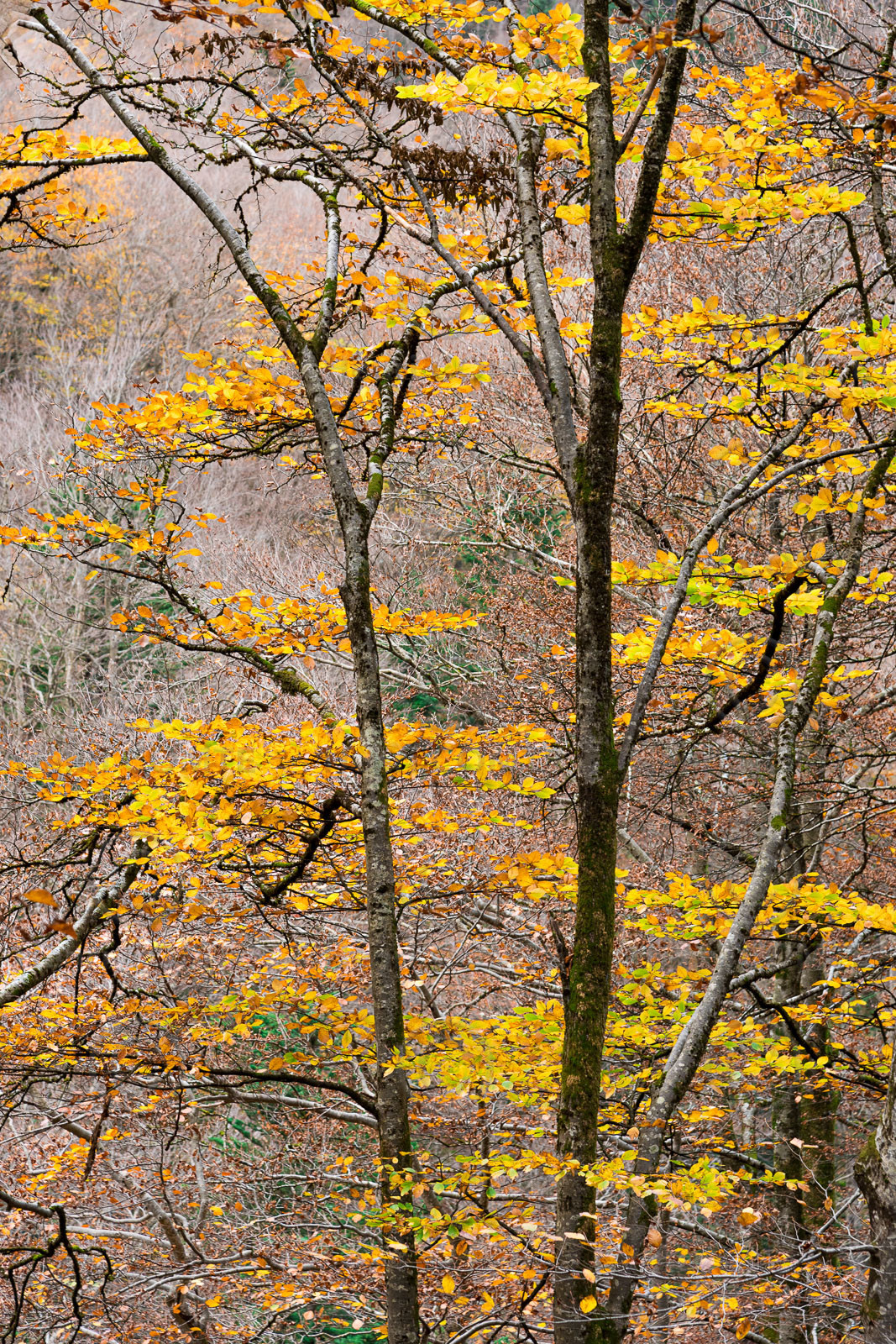 Forêt à l'automne