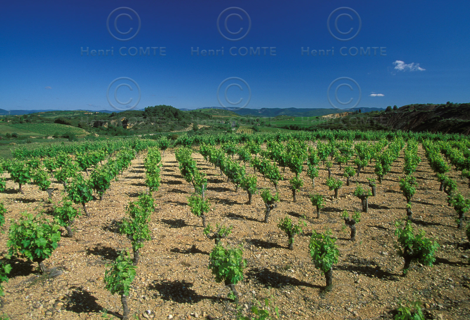 Vignoble Saint Chinian