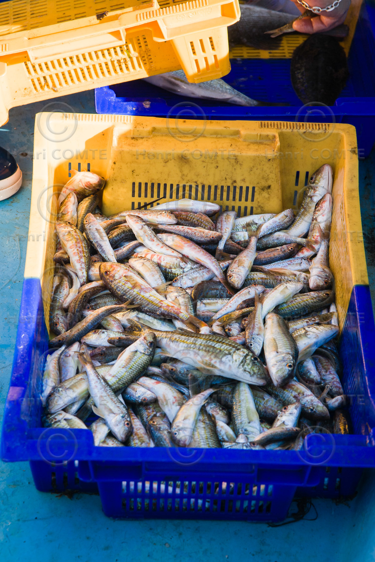 Pêche étang de thau