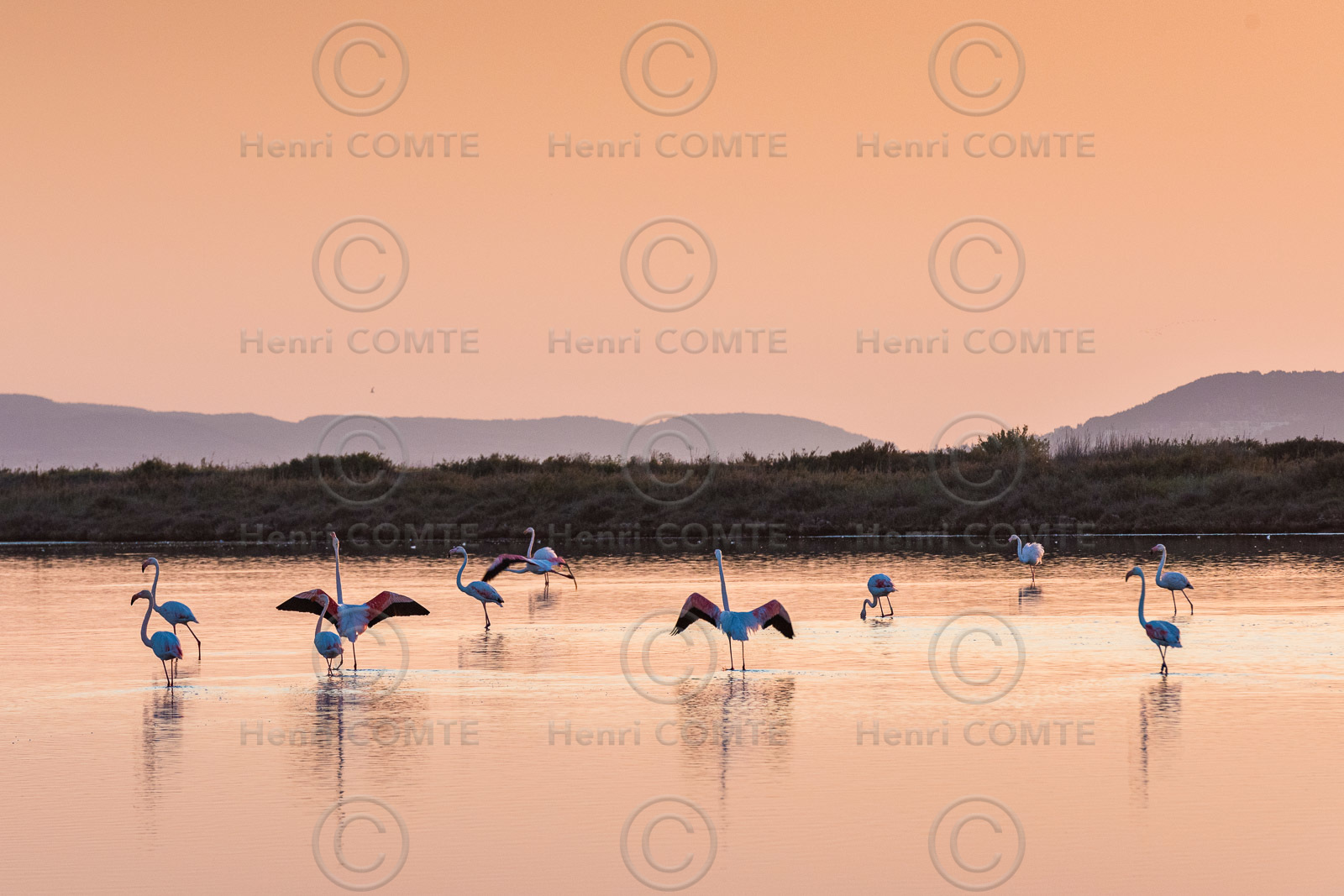 Flamants roses