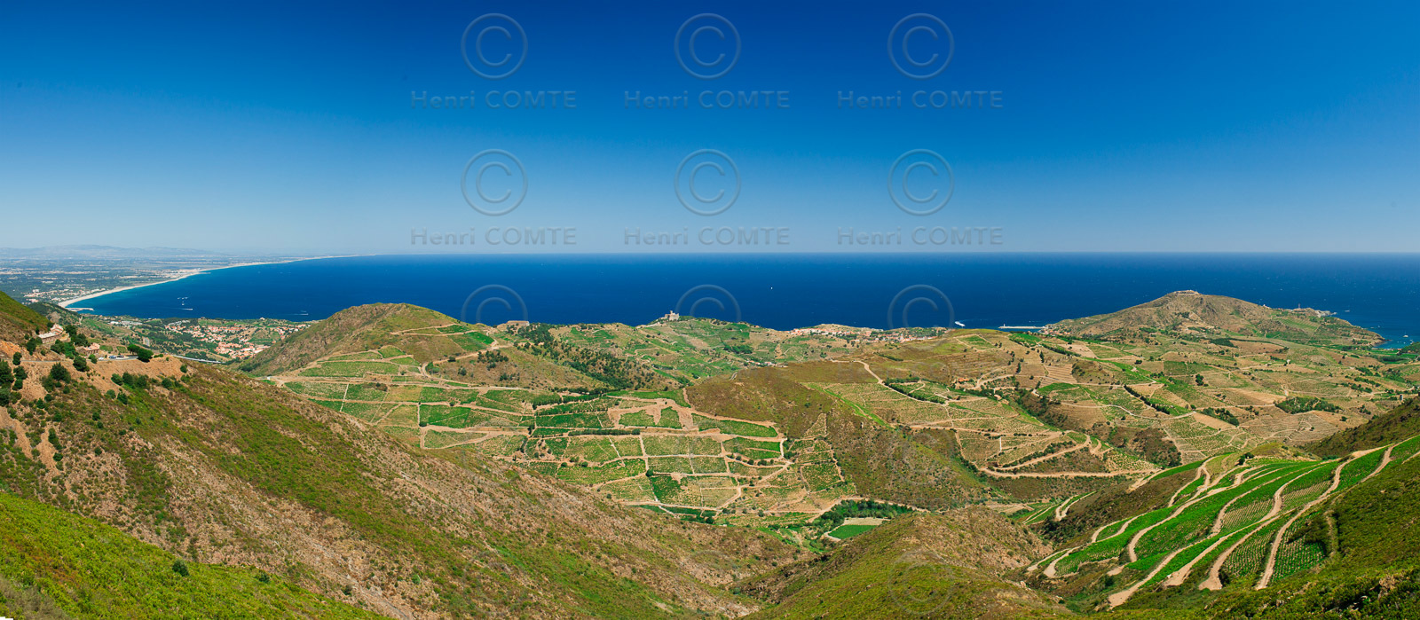 Vignoble de Collioure