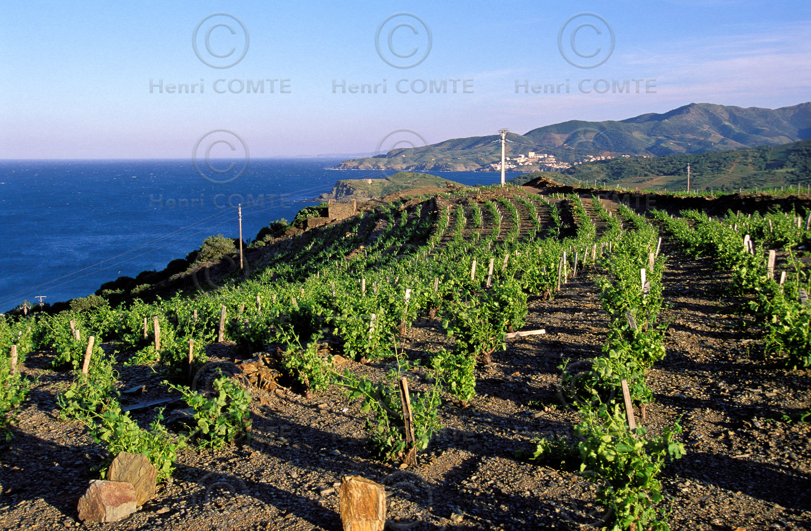 Vignoble du Roussillon