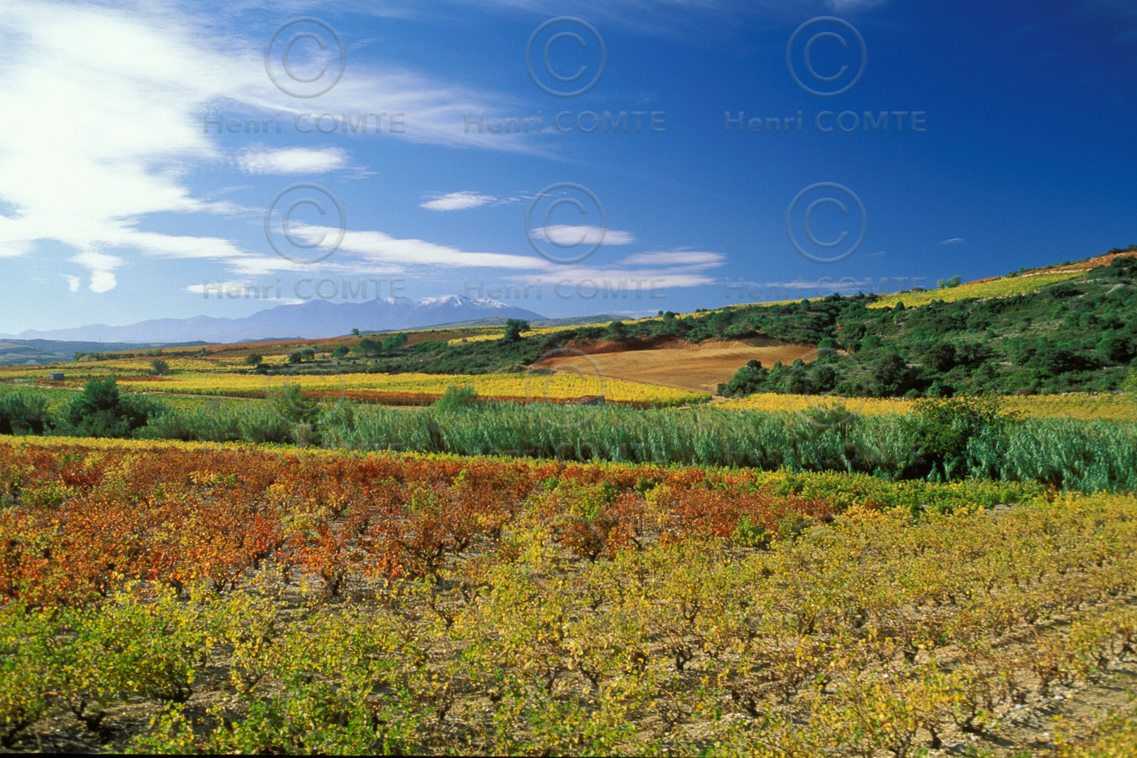 Vignoble du Roussillon