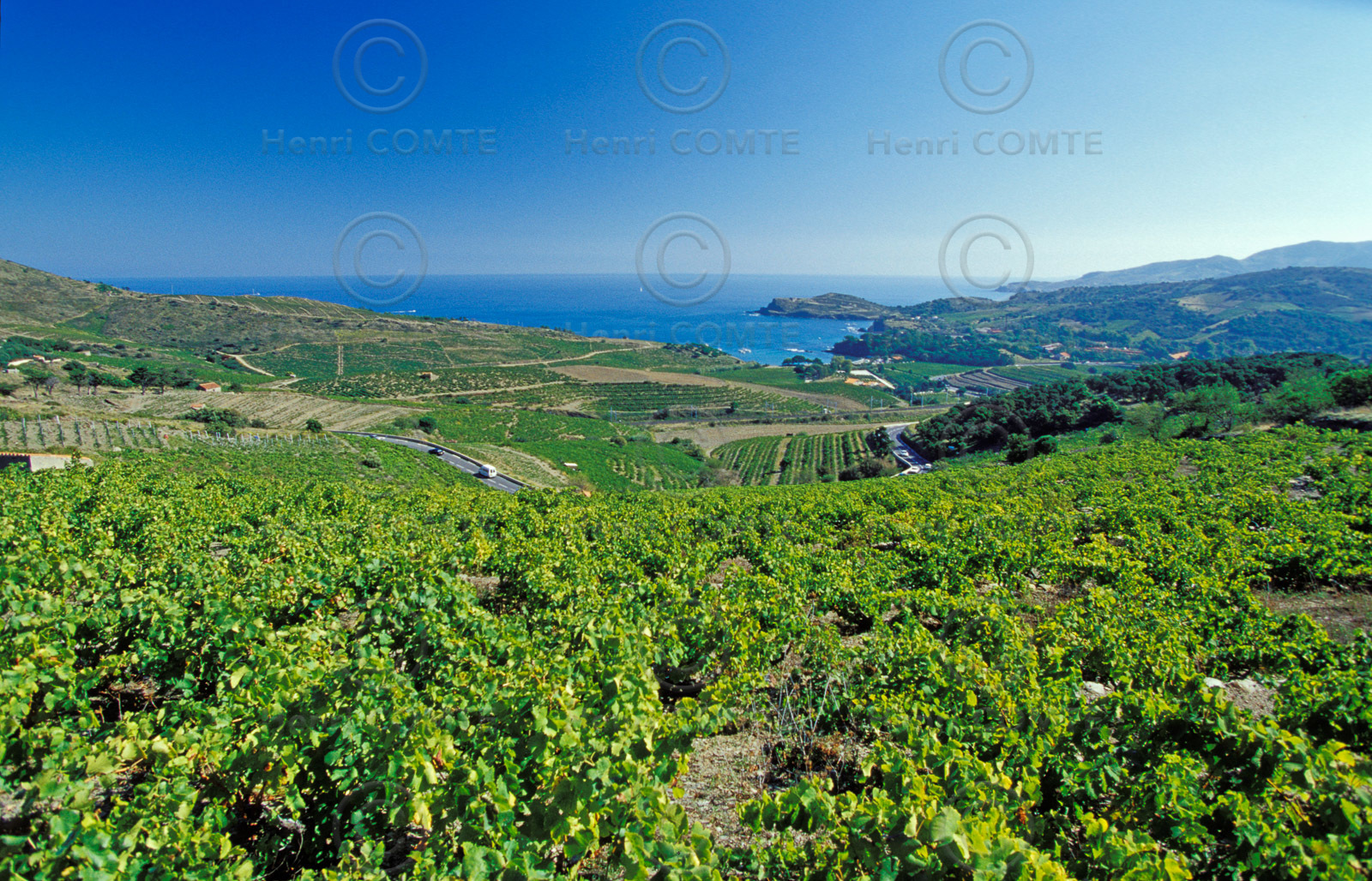 Vignoble du Roussillon