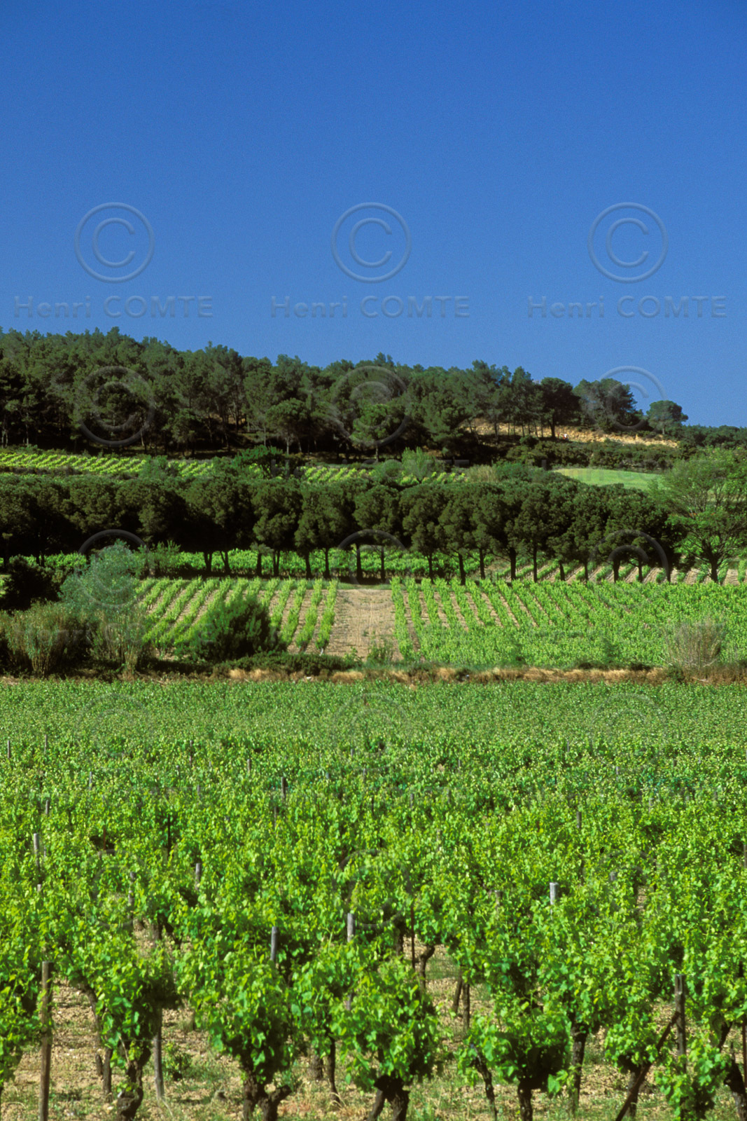 Vignoble des Corbieres