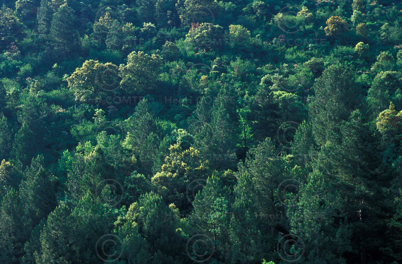 Vallée de la Buèges