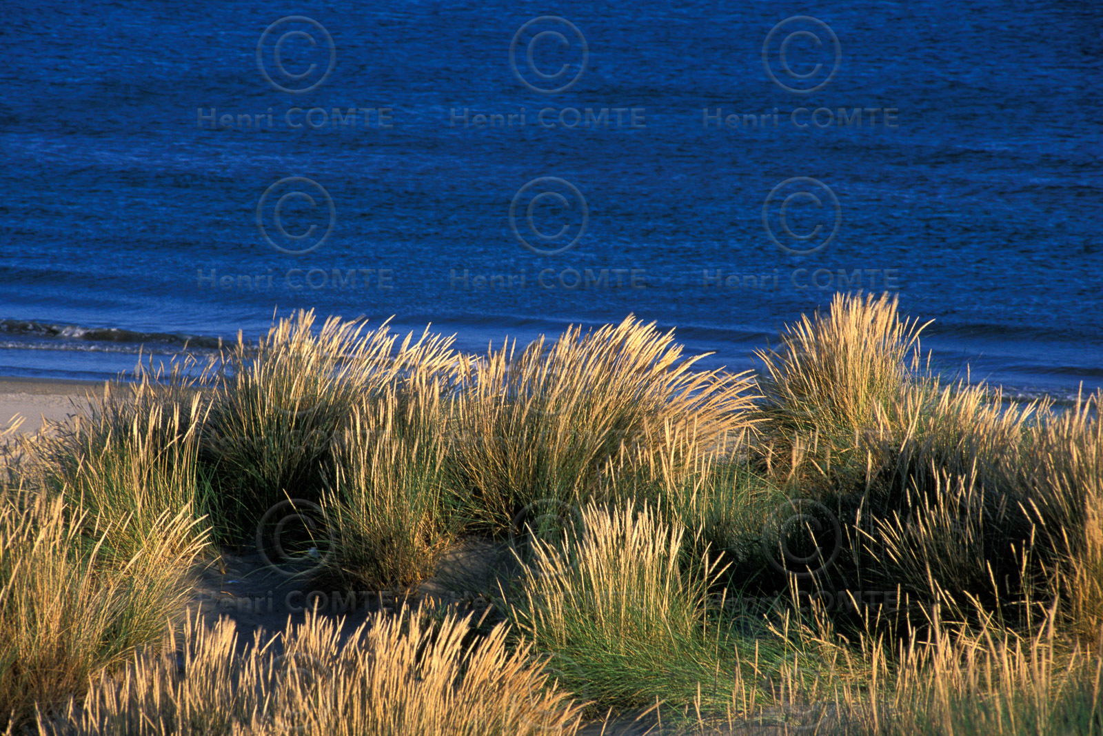 Végérations sur les dunes