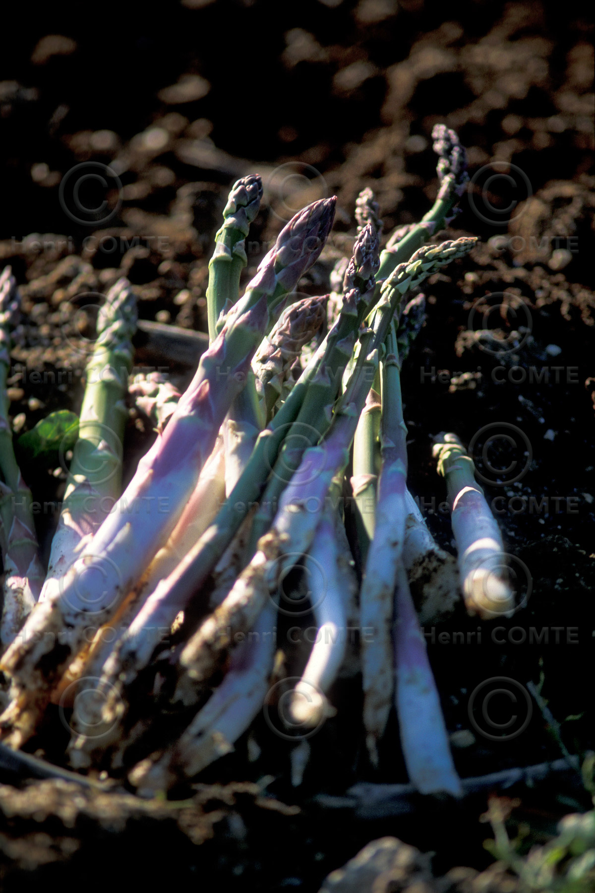 Cueillette des Asperges