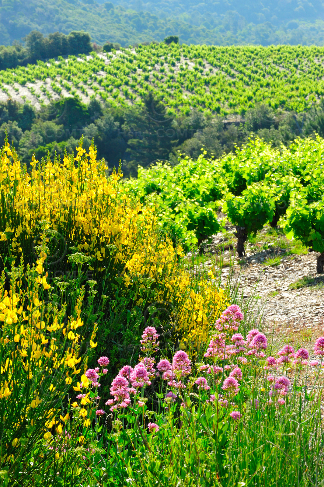 Vignoble Saint Chinian