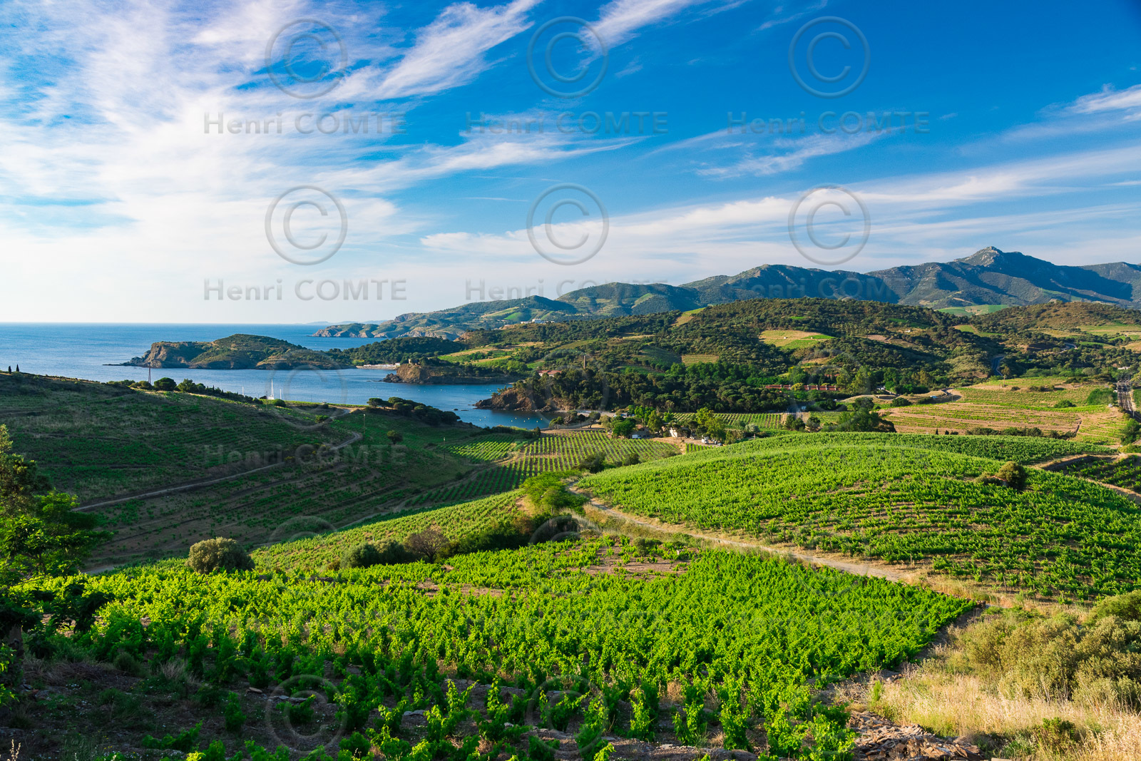 Anse de Paulilles - Vignoble