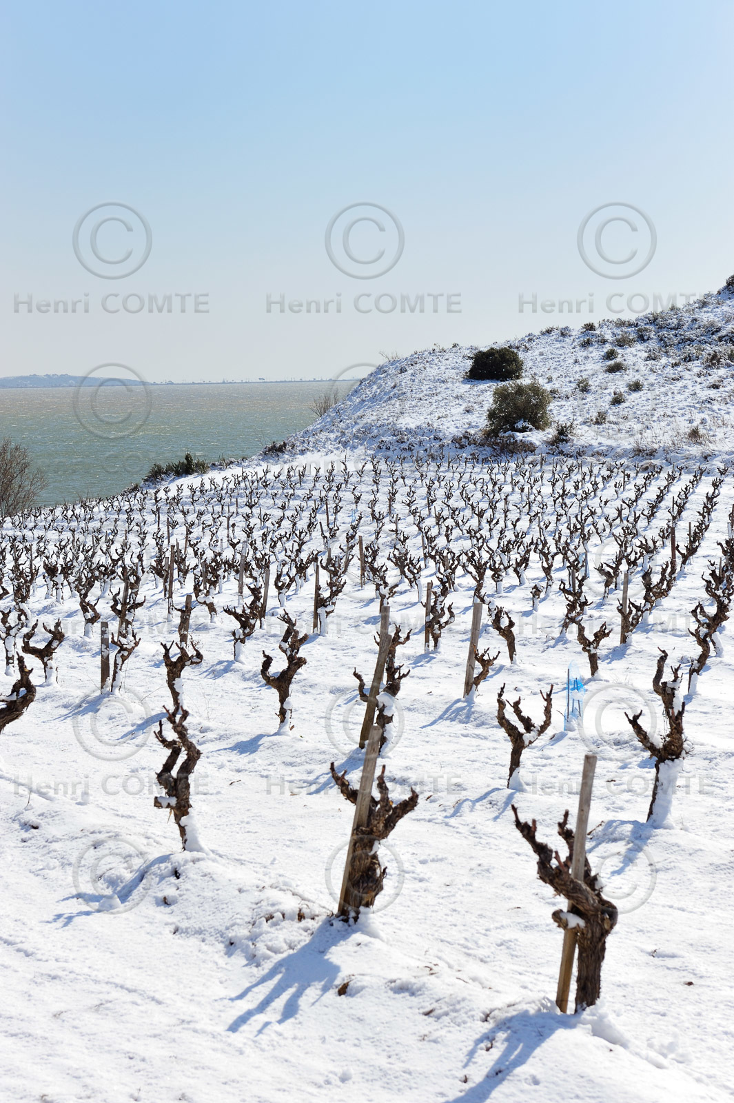 Vignoble des Corbieres