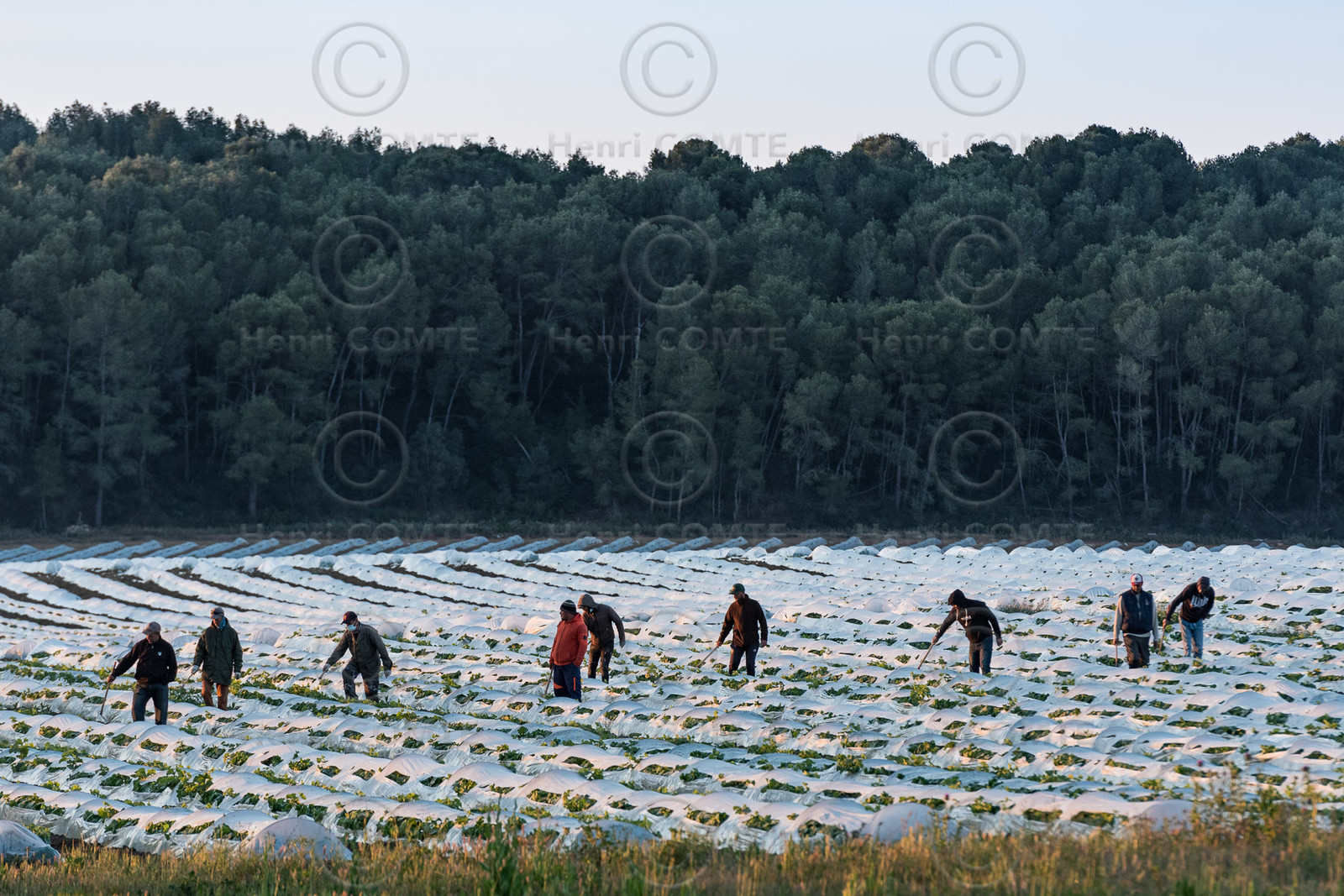Champs de melons