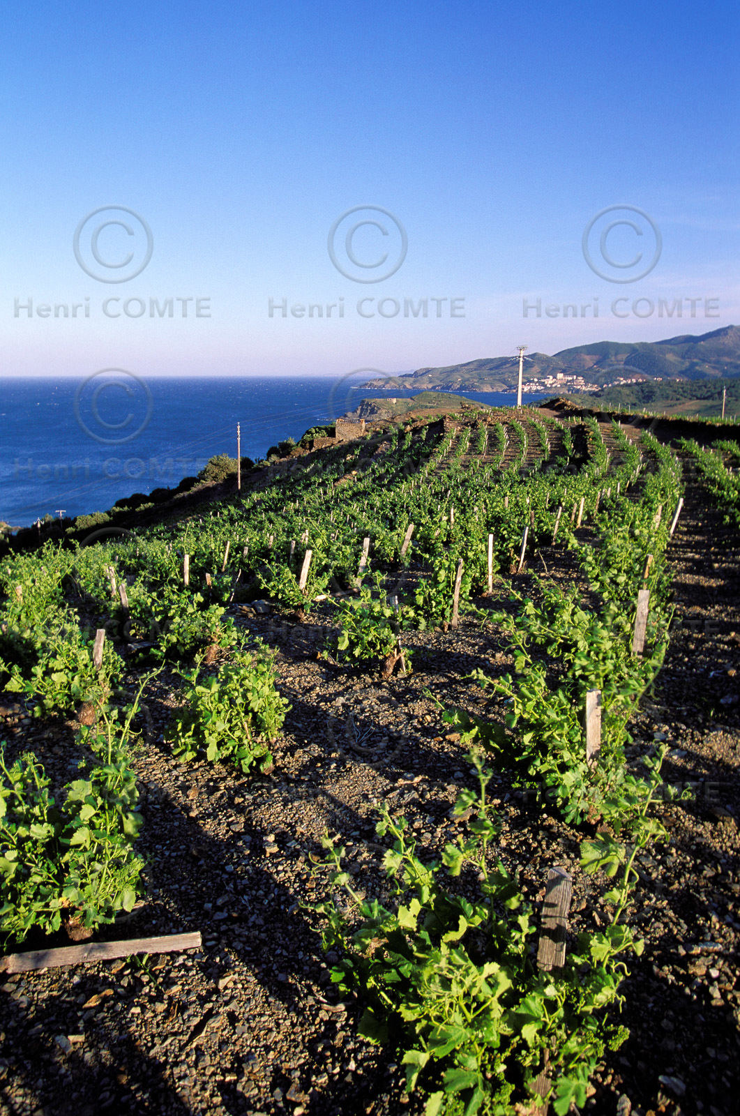 Vignoble du Roussillon