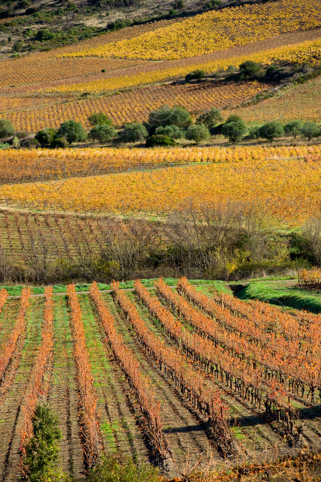 Vignoble de Faugeres