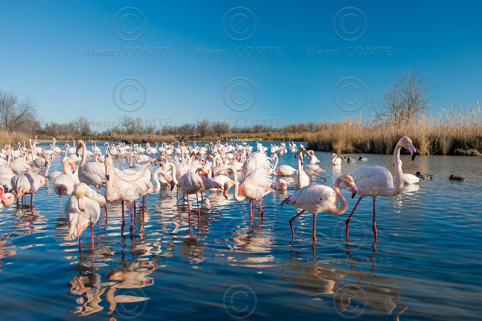 Flamants roses