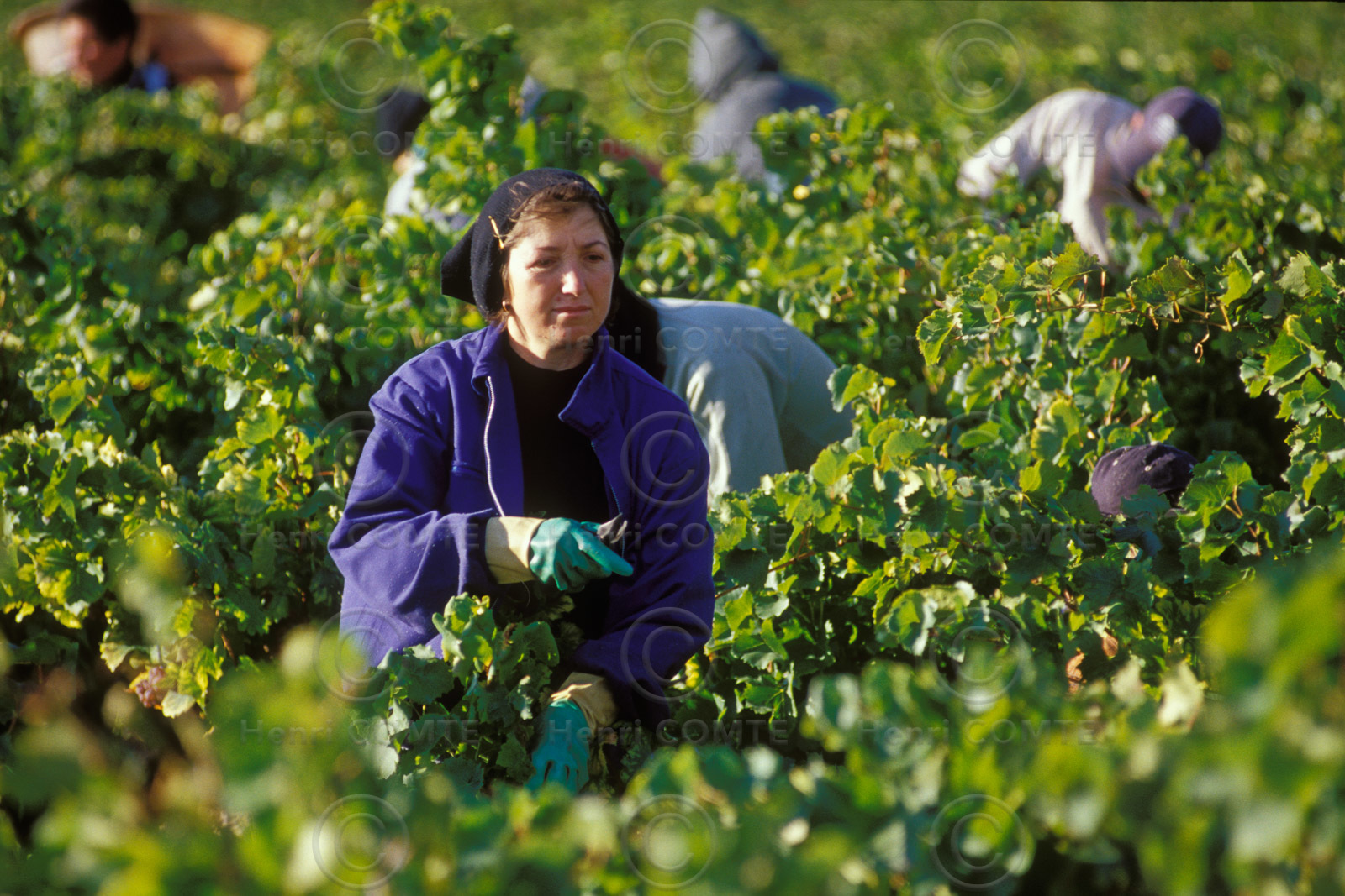 Vendanges en Corbieres