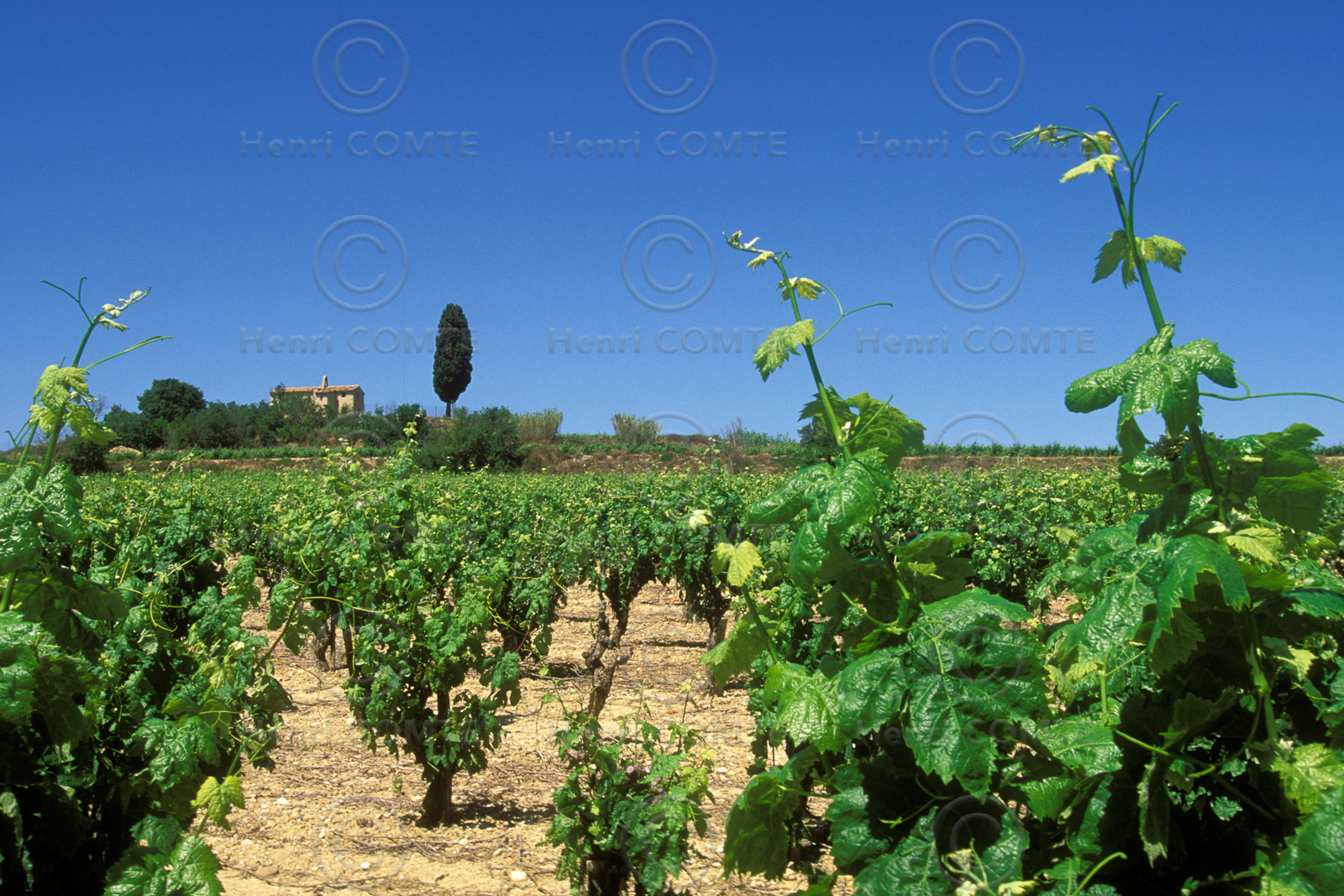 Vignoble - Hérault