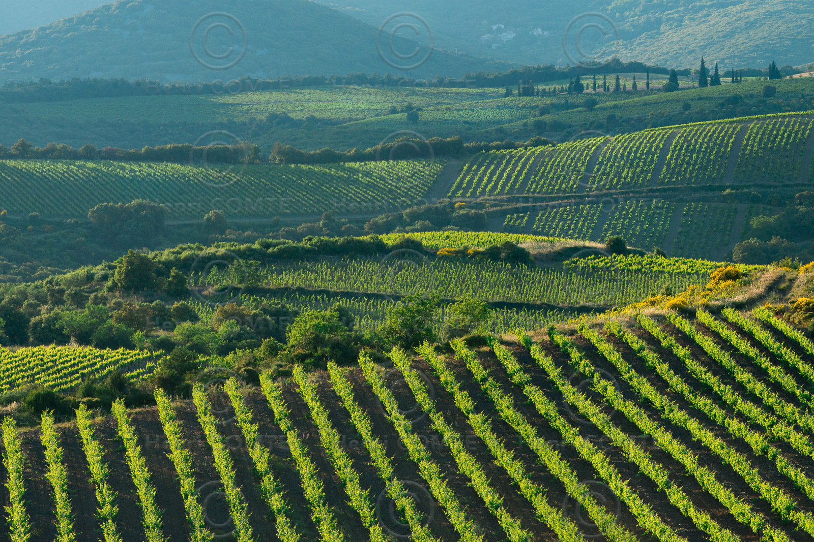 Vignoble de Faugeres