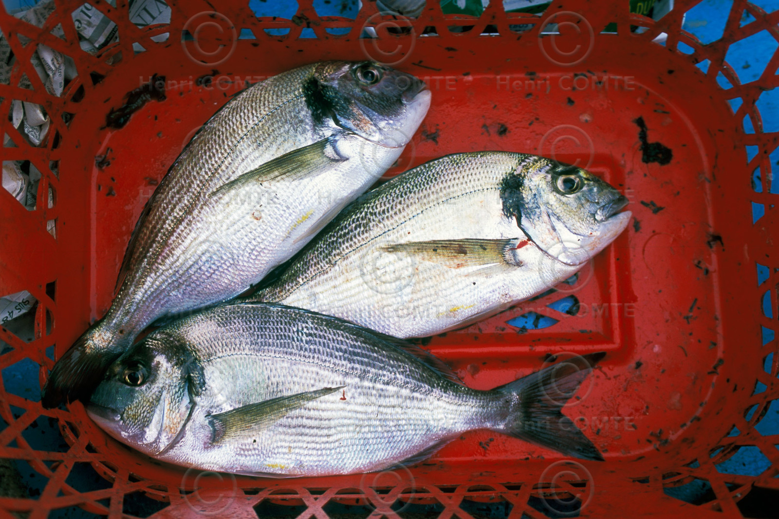 Pêche à la daurade