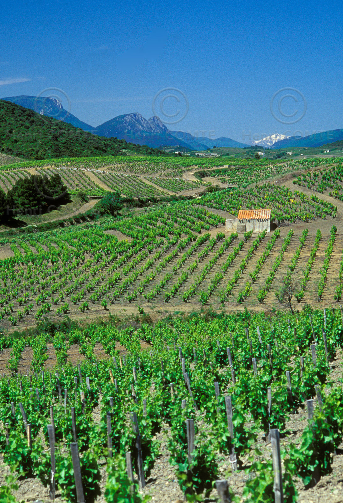 Vignoble du Roussillon