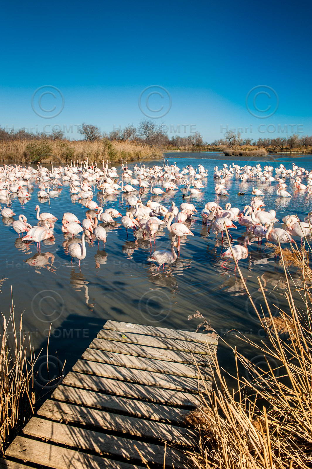 Flamants roses
