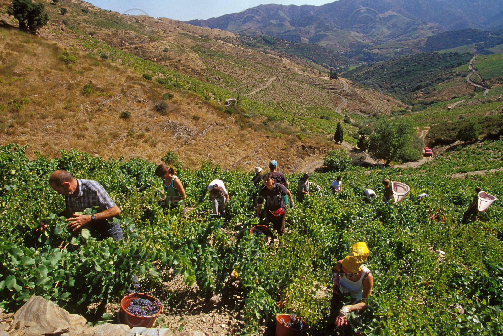 Vignoble du Roussillon