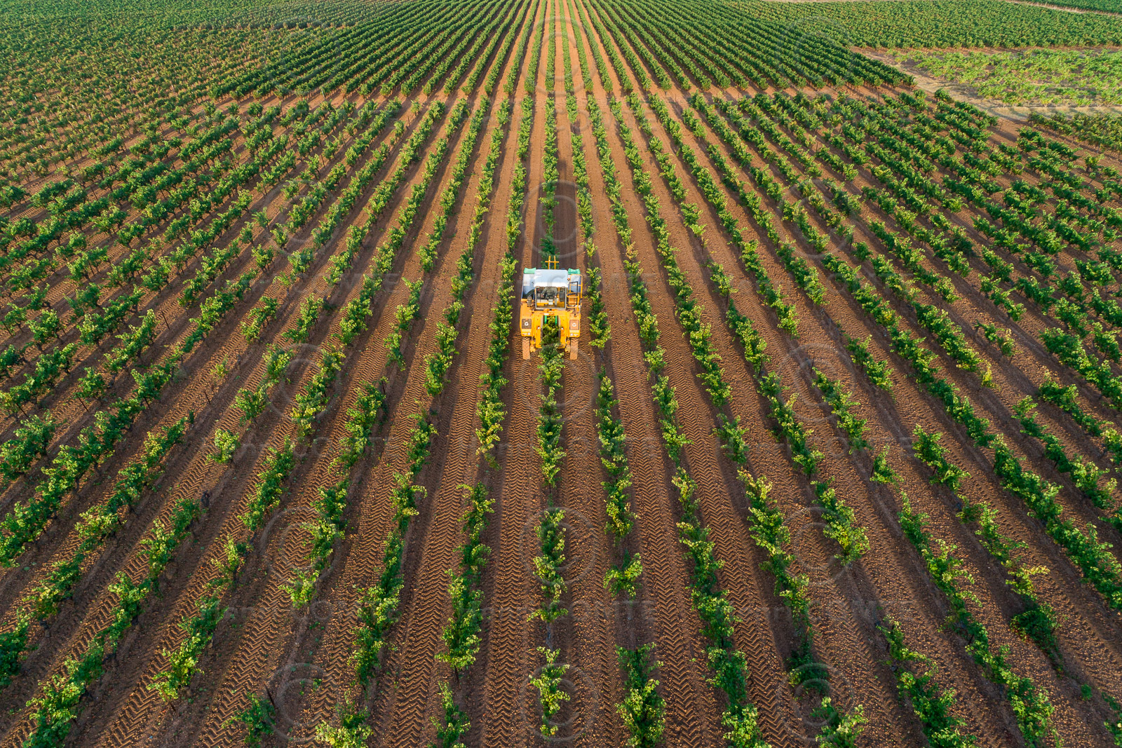 Vendange à la machine
