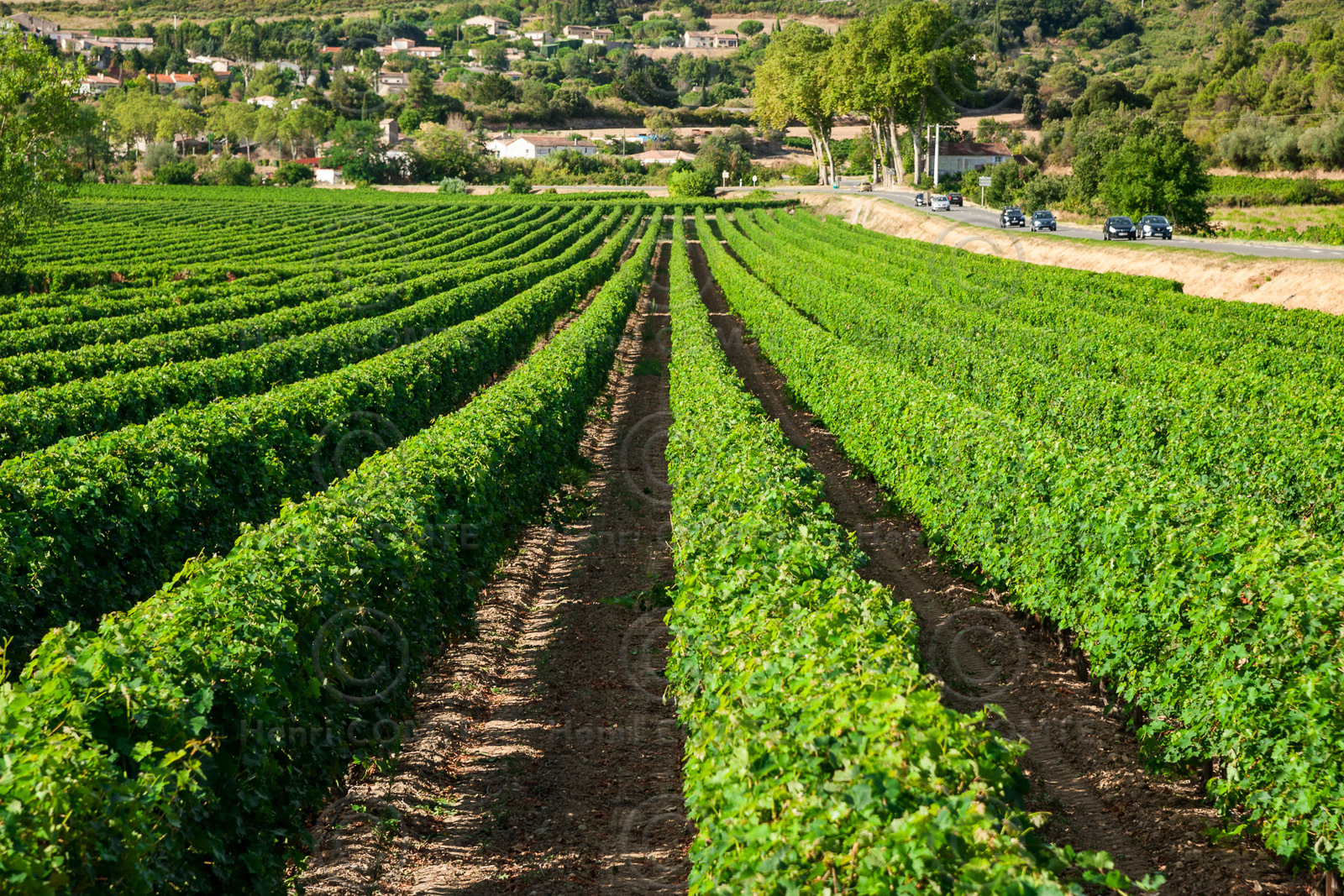 Vignoble de Malepére