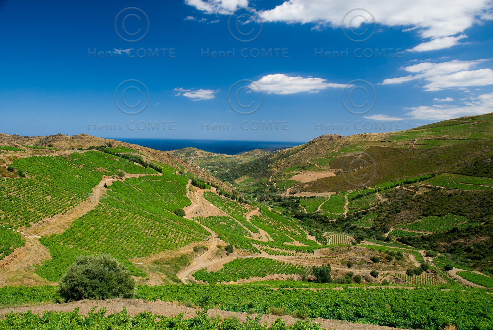 Vignoble du Roussillon
