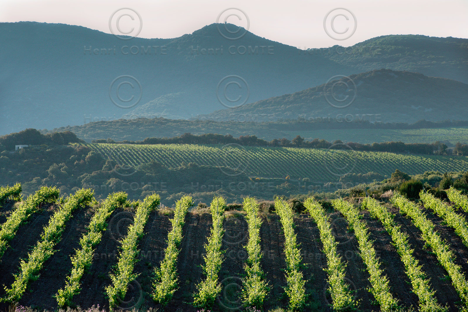Vignoble de Faugeres