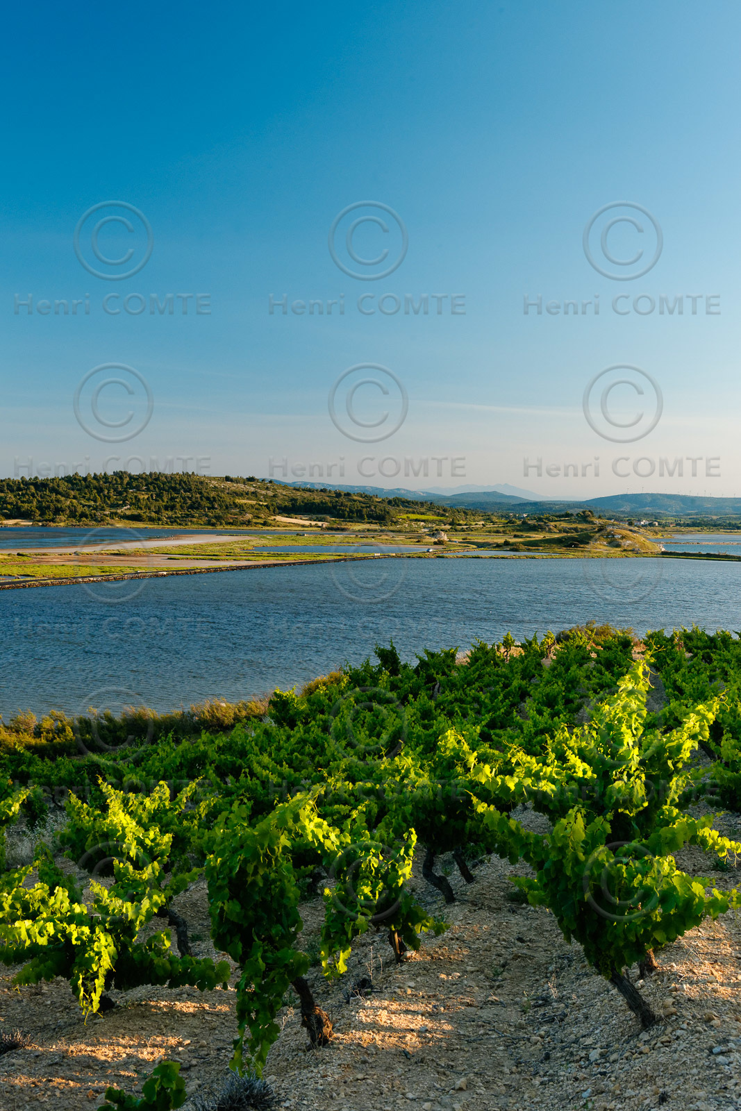 Vignoble des Corbieres