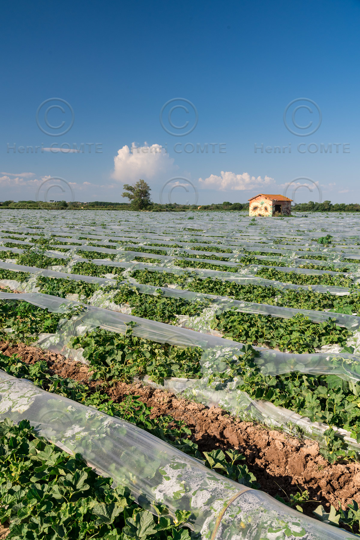 Champs de melons