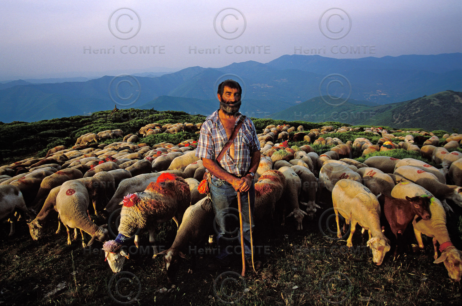 Transhumance en Cévennes