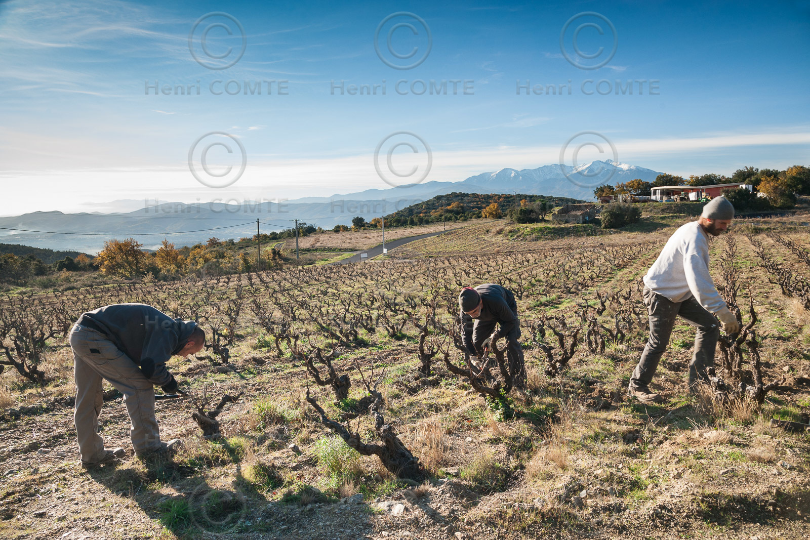 Travail Vigne