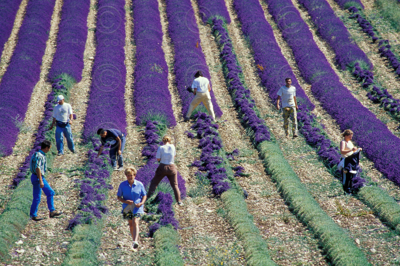 Cueillette de la lavande