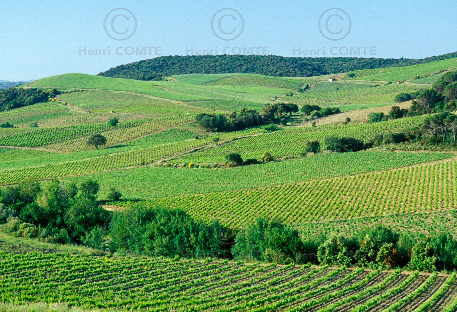Vignoble de Faugeres