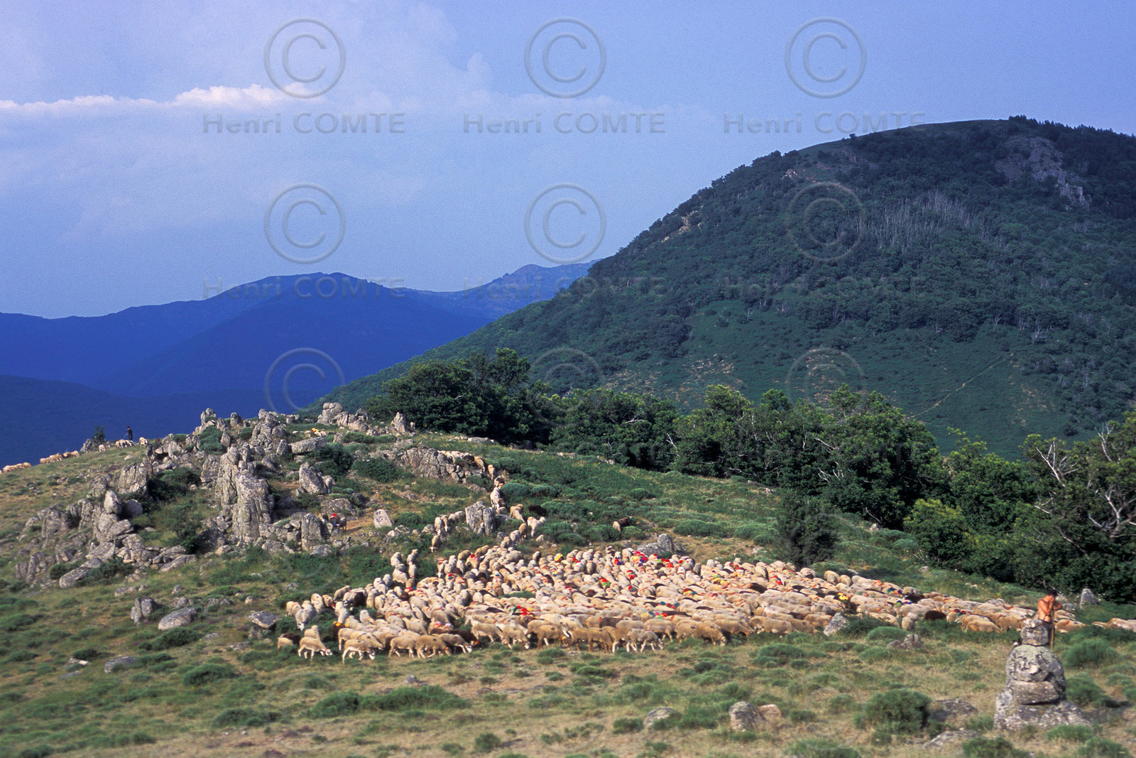 Transhumance en Cévennes