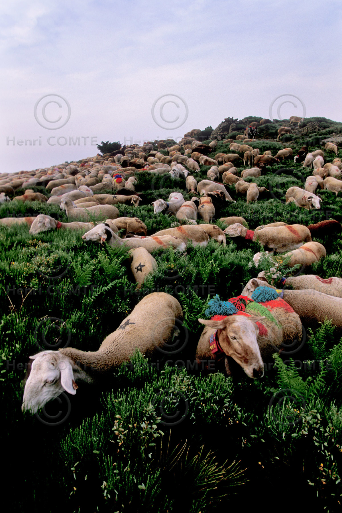Transhumance en Cévennes