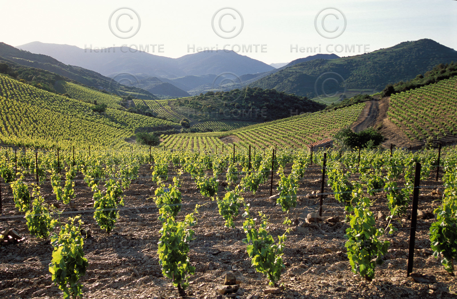 Vignoble Saint Chinian