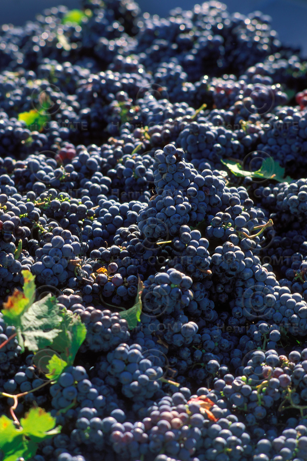 Vendanges
