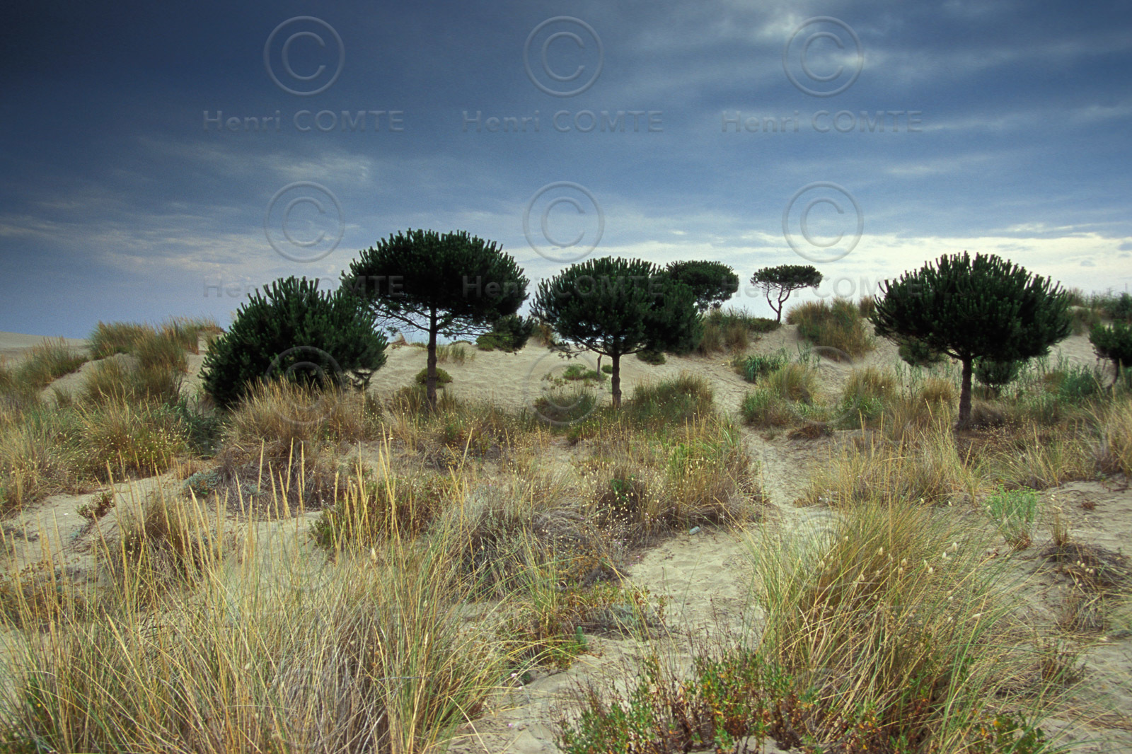 Plage de l'Espiguette