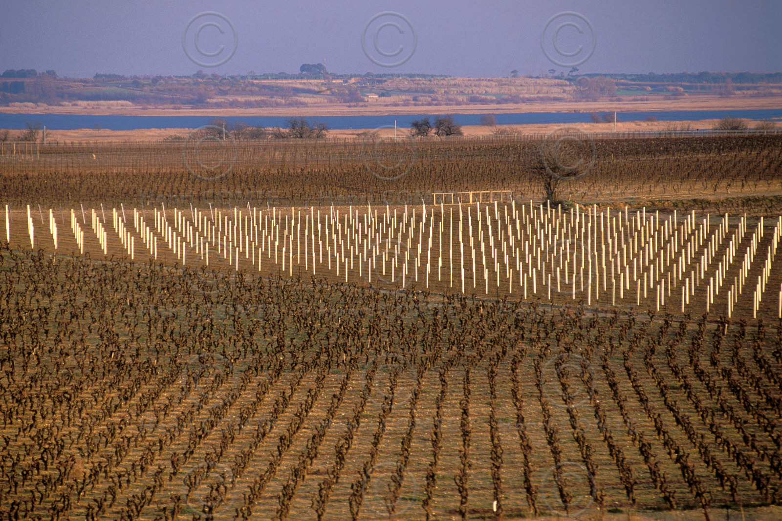 Vignoble du bitterrois
