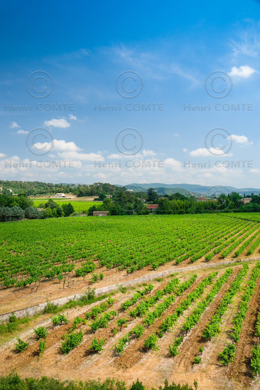 Vignes Cevennes