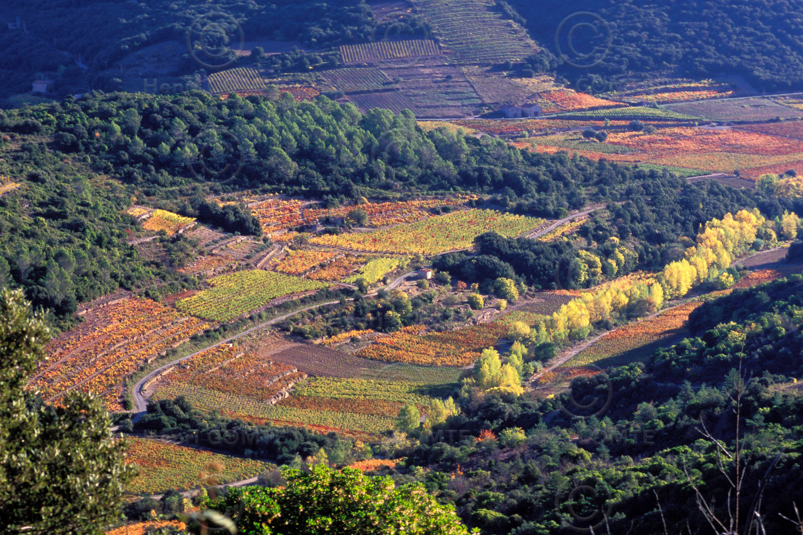 Vignoble Saint Chinian