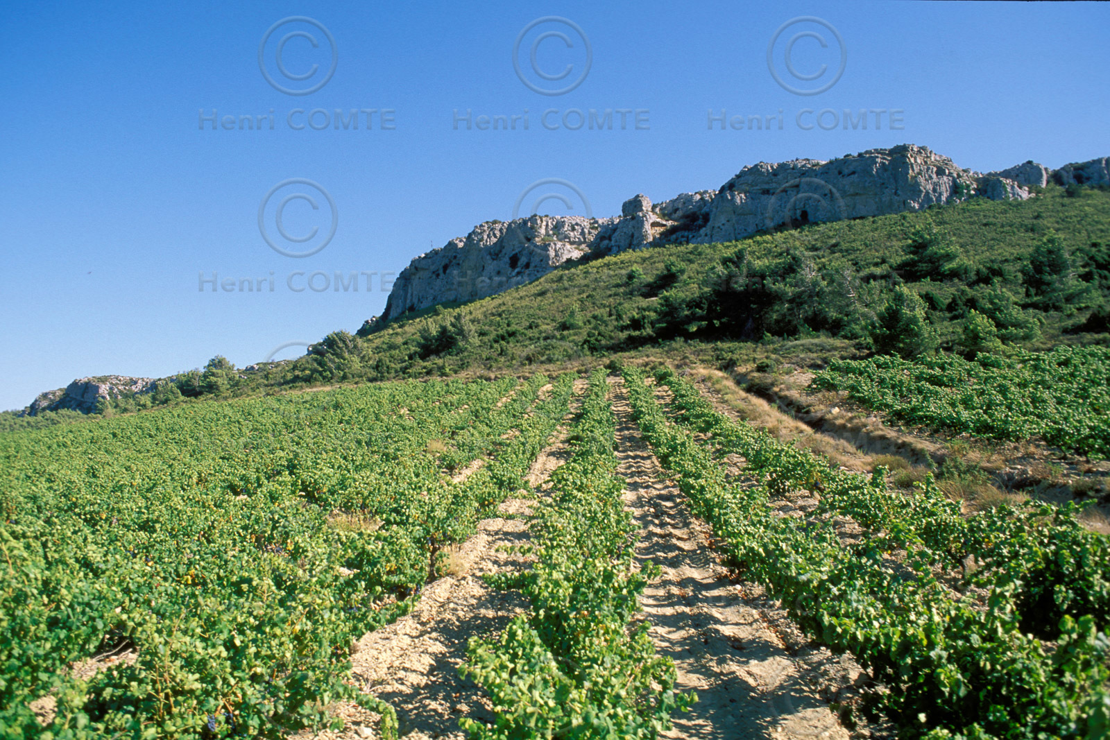 Vignoble des Corbieres