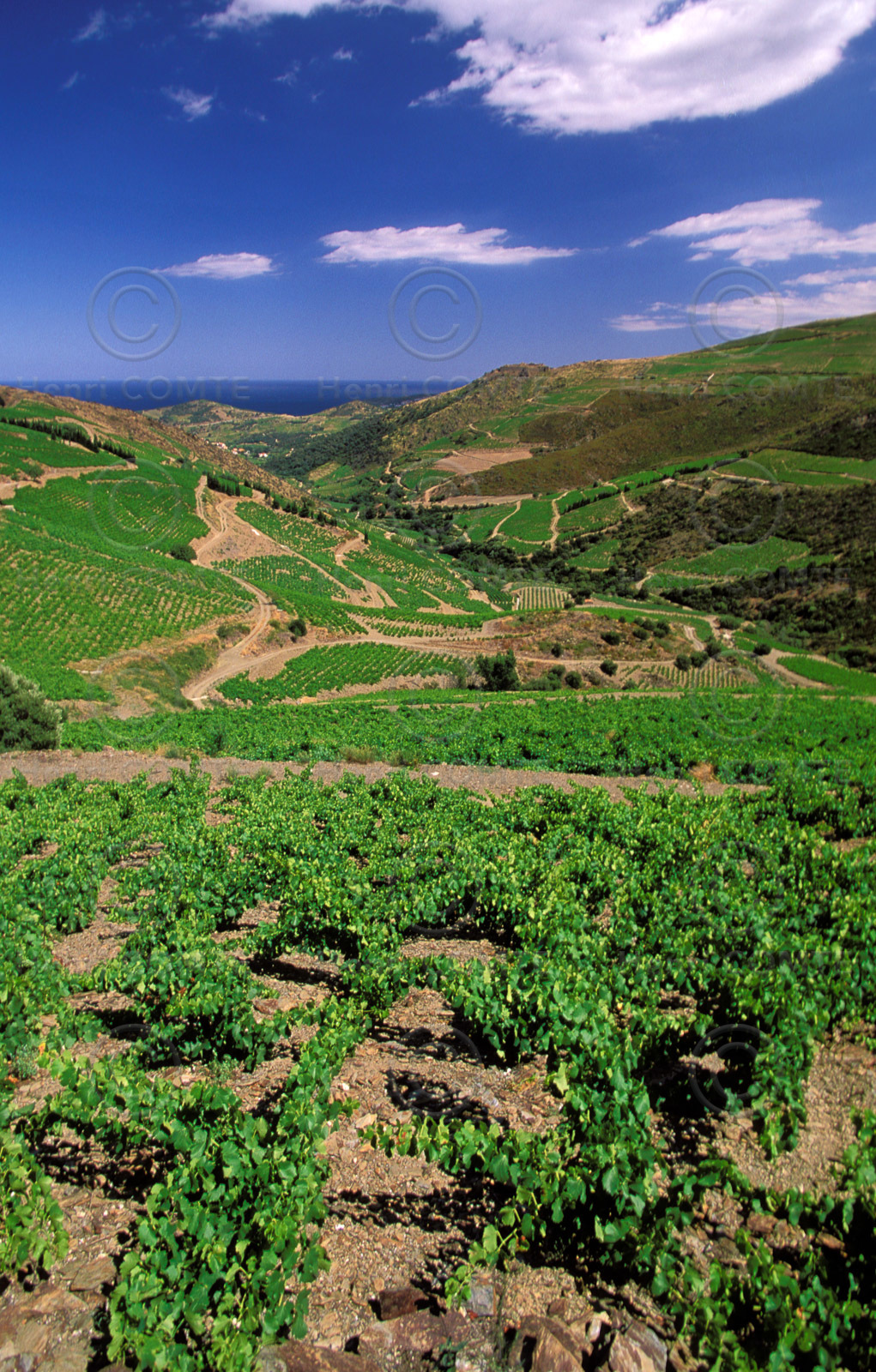 Vignoble du Roussillon